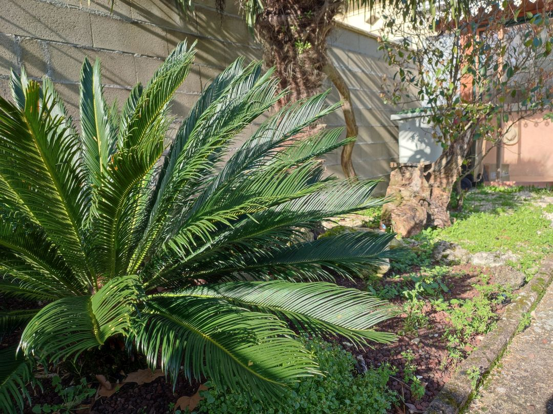 LUDON MEDOC - Maison 3 chambres, bureau, jardin et dépendances
