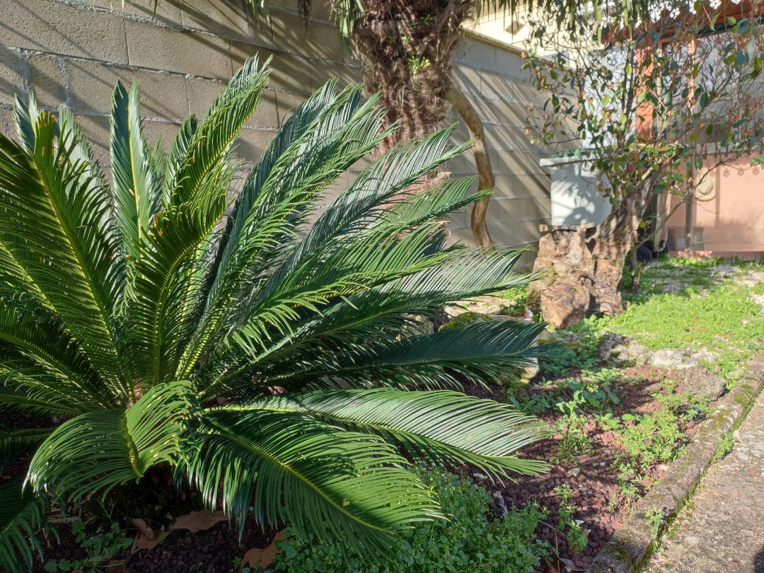 LUDON MEDOC - Maison 3 chambres, bureau, jardin et dépendances